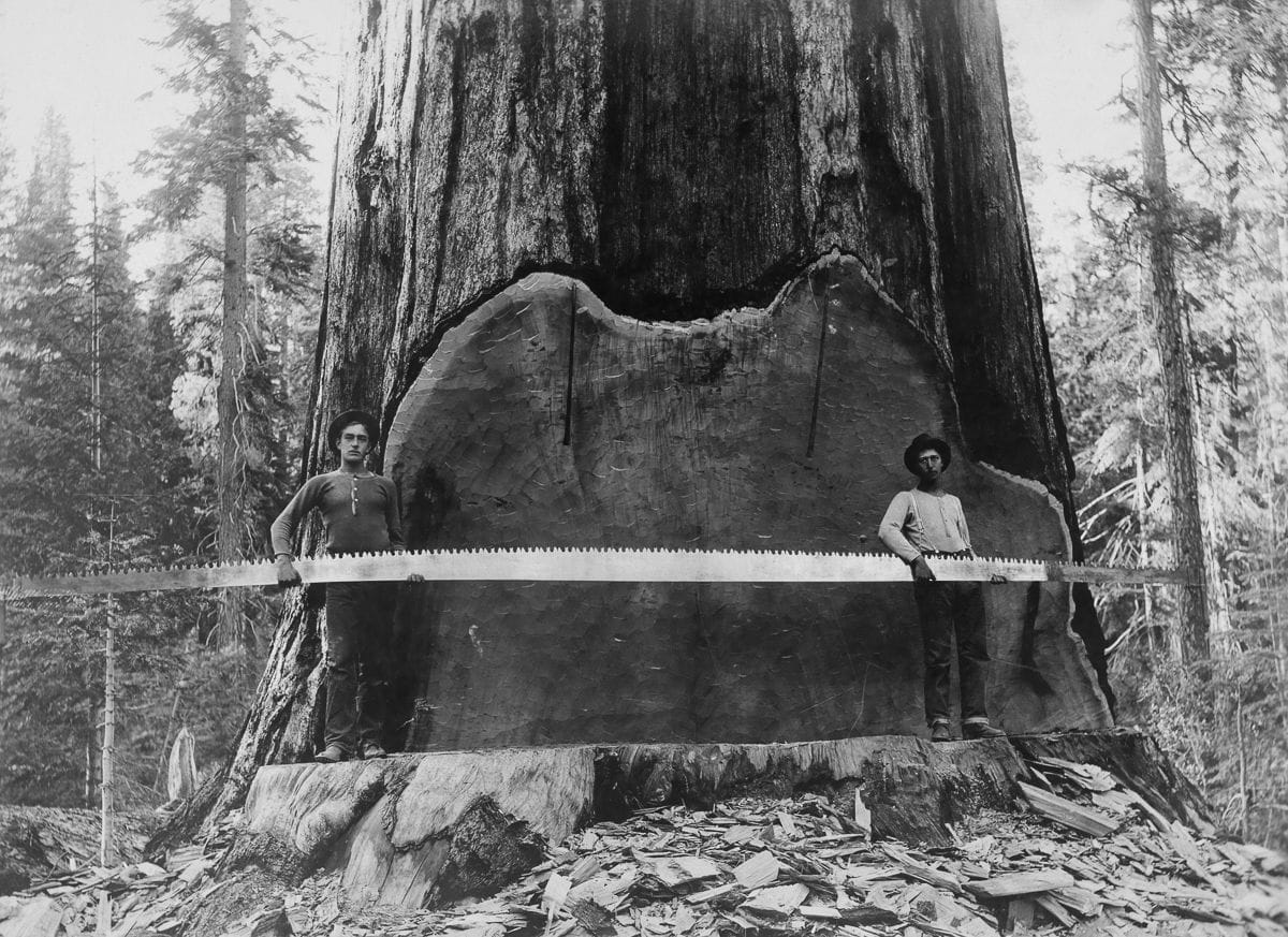 C16 and C24 timber, wood or lumber?
