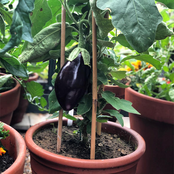 SuperSoil (25 Maxi Bags)