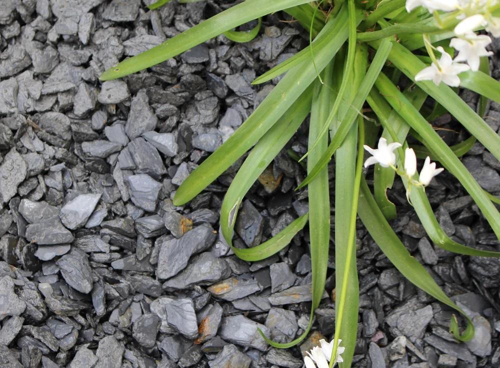 Dark Slate Chippings 20mm - 25/50 20kg Bags - Armstrong Cheshire
