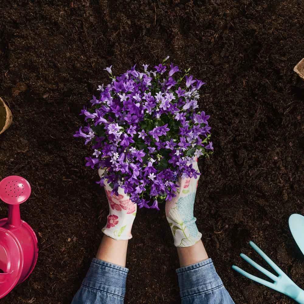 Multi Purpose Welsh Compost - Armstrong Cheshire