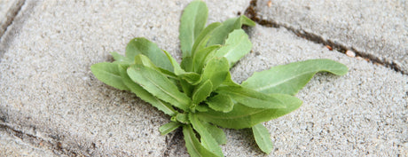 How To Stop Weeds Growing Between Paving Slabs