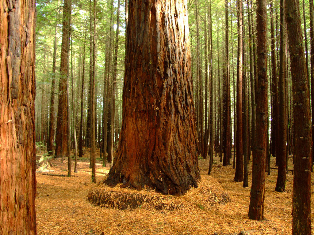 What is Redwood Timber?