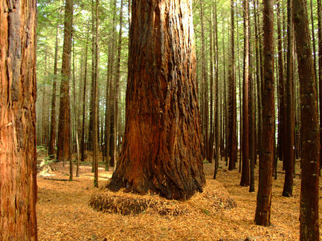 What is Redwood Timber?