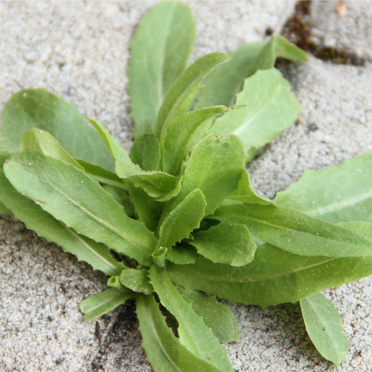 How To Stop Weeds Growing Between Paving Slabs Armstrong Cheshire
