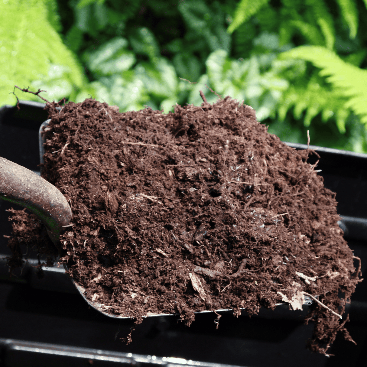 Spent Mushroom Compost