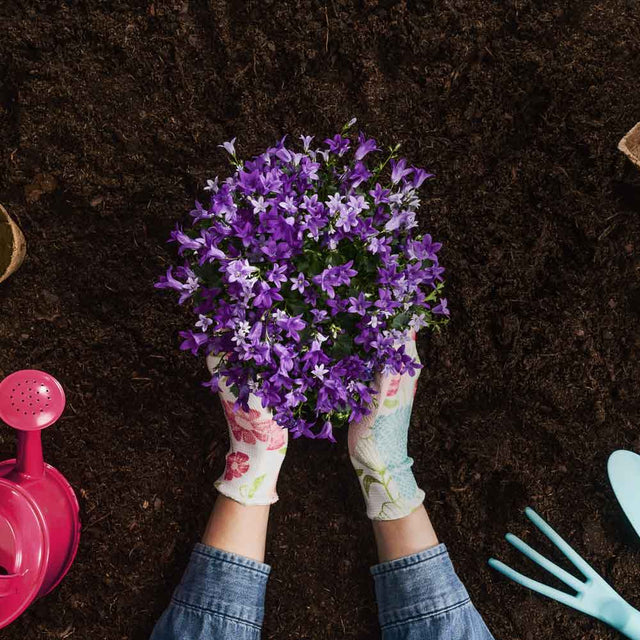 Multi Purpose Welsh Compost Half Bulk Bag approx 500ltrs