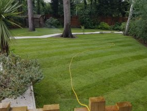 Premier Lawn Turf *Bulk Buy*