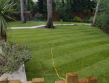 Premier Lawn Turf *Bulk Buy*