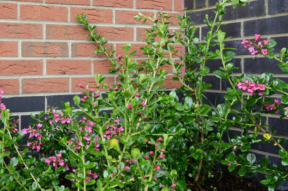 Carlton Wrekin Berkshire Brick 65mm - Armstrong Cheshire