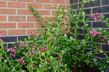 Carlton Wrekin Berkshire Brick 65mm - Armstrong Cheshire