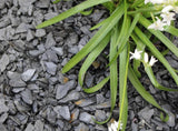 Dark Slate Chippings 20mm - 800kg Bulk Bag - Armstrong Cheshire