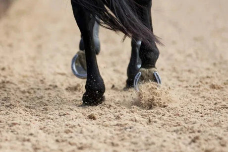 Equestrian Sand - Armstrong Cheshire