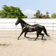 Equestrian Sand - Armstrong Cheshire