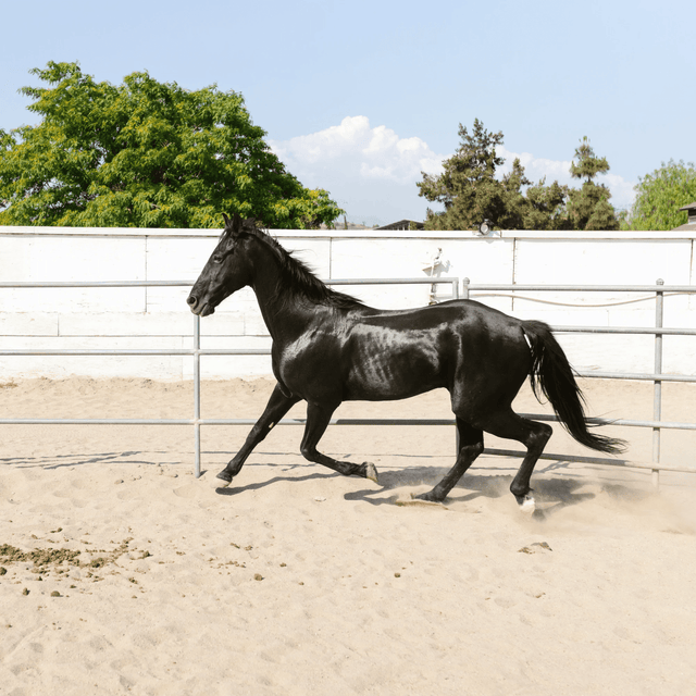 Equestrian Sand - Armstrong Cheshire