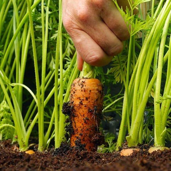 Gardeners' Choice Vegetable Soil - 800kg Bag - Armstrong Cheshire