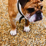 Golden Gravel Chippings by Dandy's Topsoil & Landscape Supplies