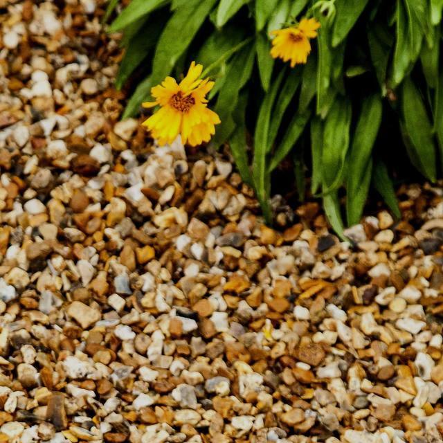 Sunshine Blend Gravel 6-10mm - Armstrong Cheshire